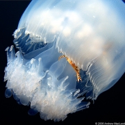 A crab riding a jellyfish