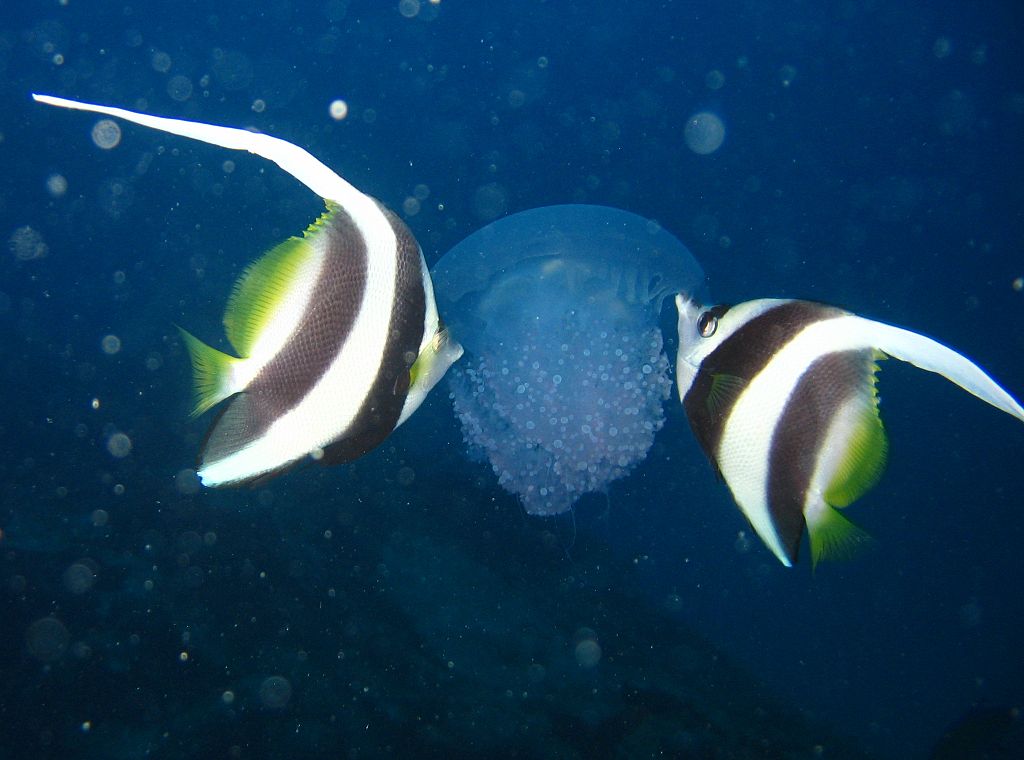 Longfin Bannerfish Eating Jellyfish