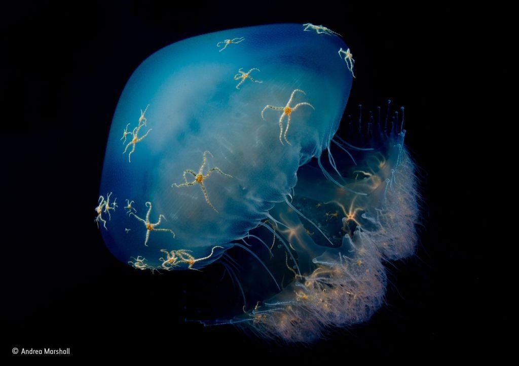 Brittle Stars Riding a Jellyfish