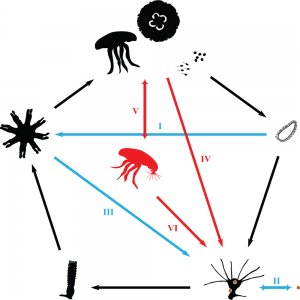 Schematic life cycle of Aurelia.