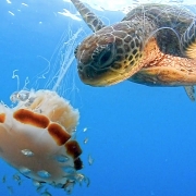 Turtle Eating Jellyfish