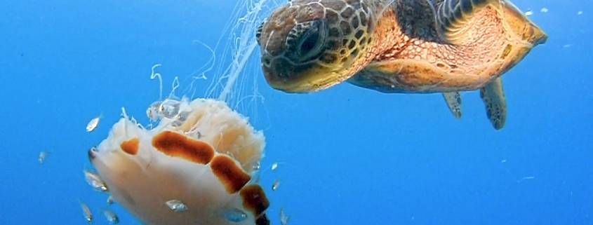 Turtle Eating Jellyfish