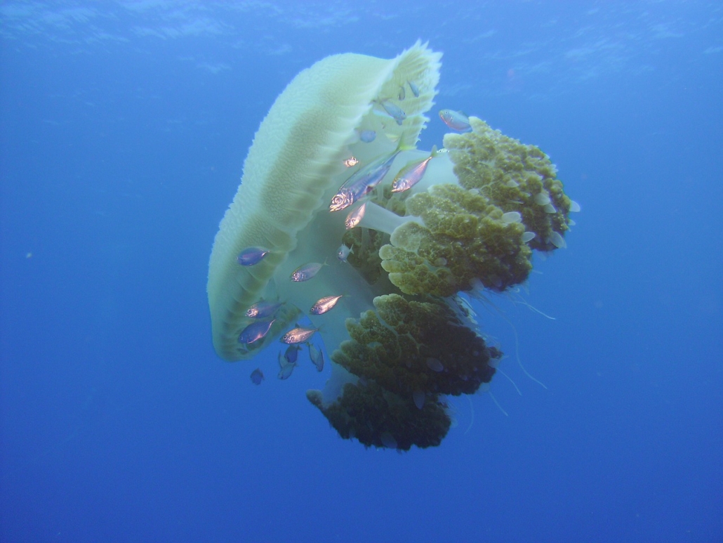Fish Swimming inside Jellyfish